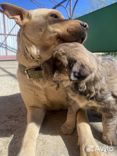 Щенок в добрые руки