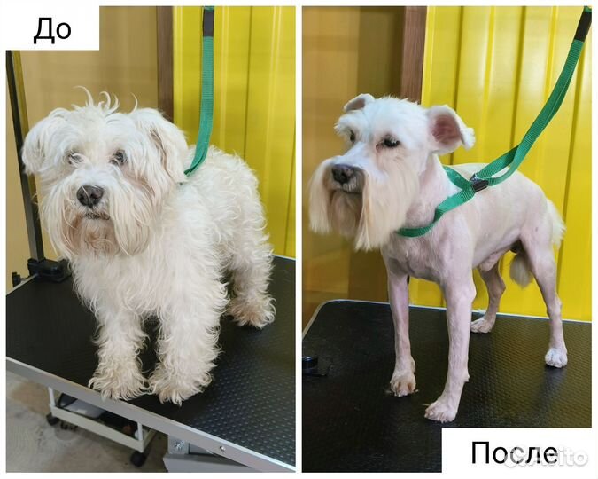 Груминг собак и кошек