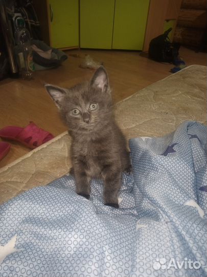 Шотландская