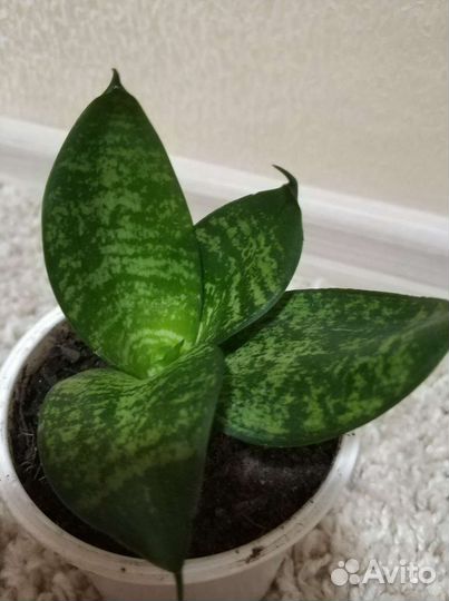 Сансевиерия