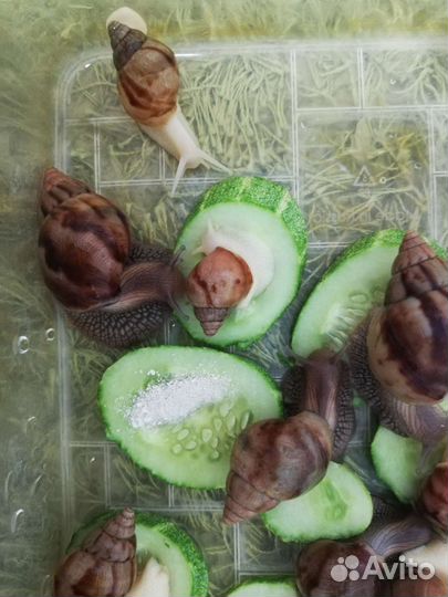 Улитки ахатины