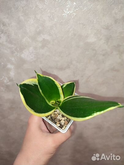 Сансевиерия Ханни крео