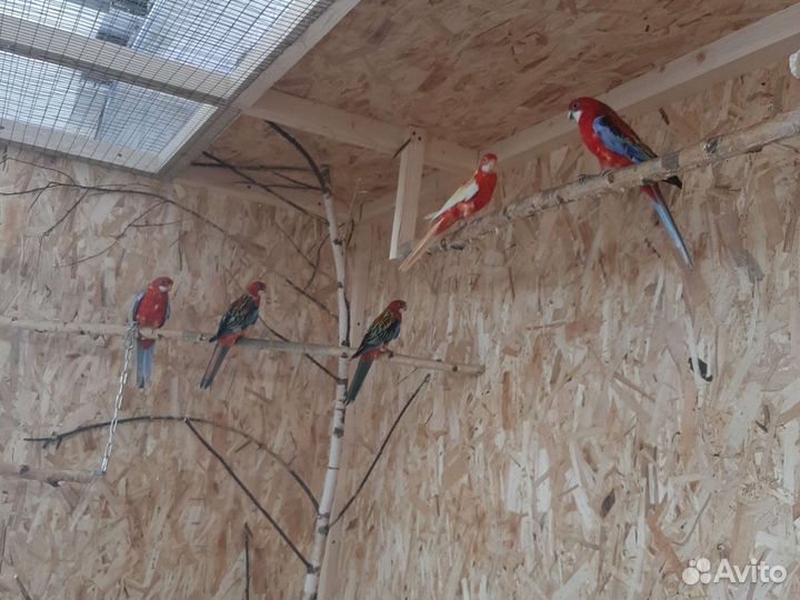 Попугай розеллы