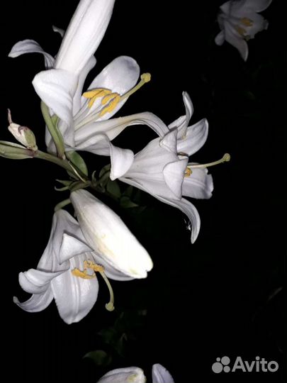 Лилия кандиум