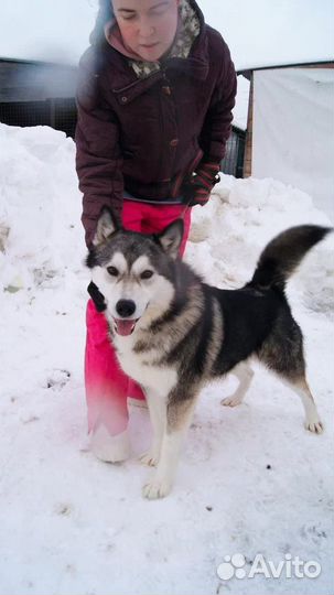 Метис хаски Алтай ищет дом