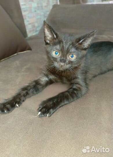 Котята