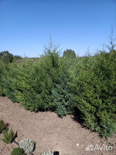 Продам растения