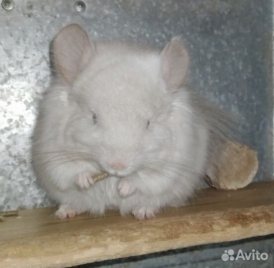Ангорская Шиншилла