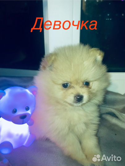 Щенки шпица