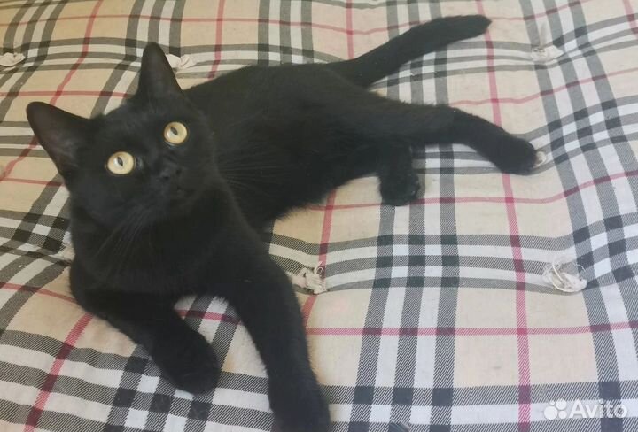 Кошки в добрые руки