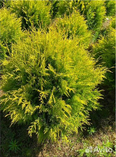 Туя Голден Глоб (шар) /оптом