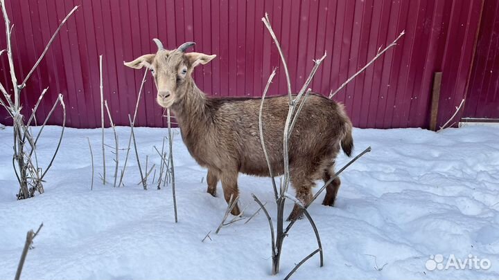 Козочки 7 месяцев. Альпо/Нубы