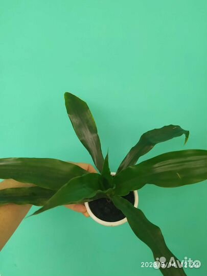 Комнатные домашнее растение