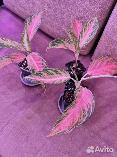 Аглаонема Панама Пинк