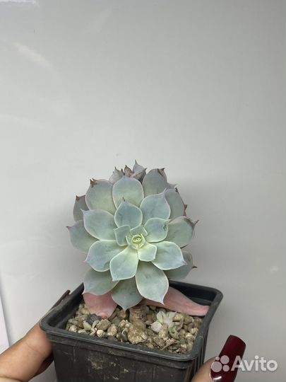 Суккуленты