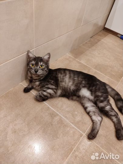 Кошечка из другого города