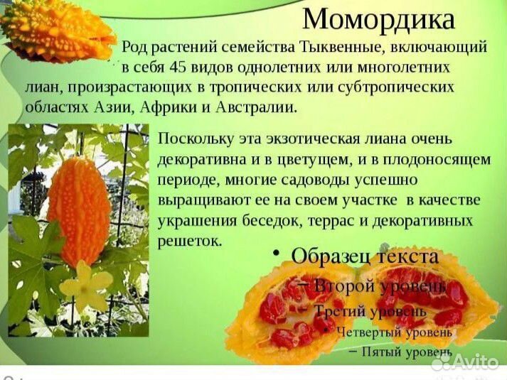 Рассада момордики (