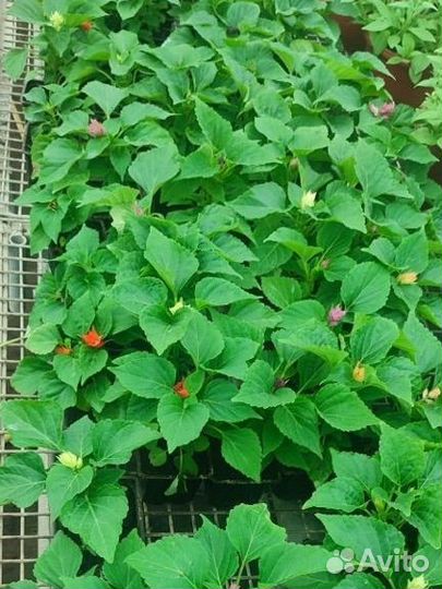 Рассада цветов