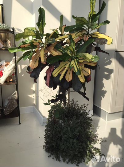 Кротон кодиеум