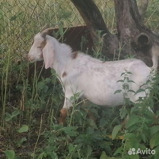 Англо нубийские козлики