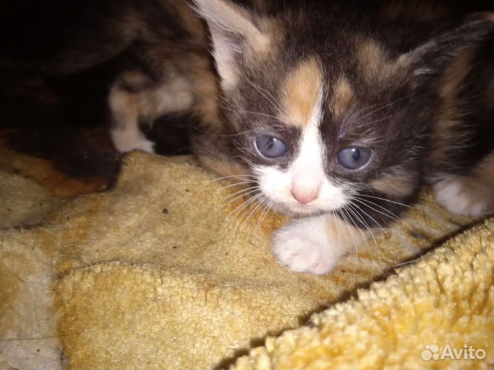 Котята 1 мес