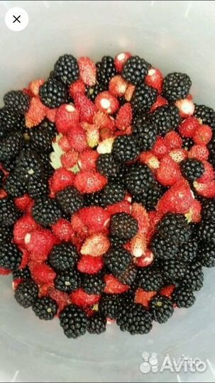 Кусты ежевики