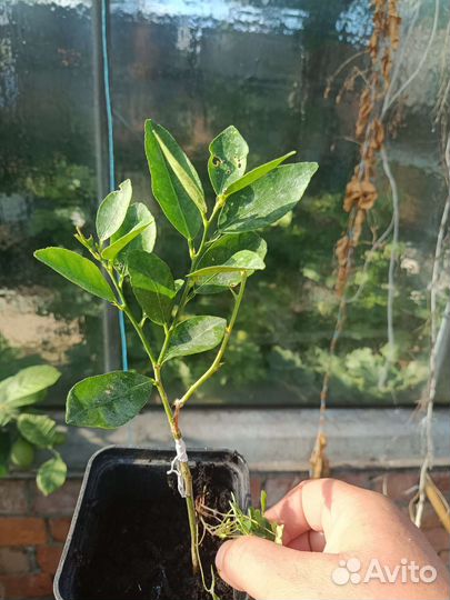 Цитрусовые растения