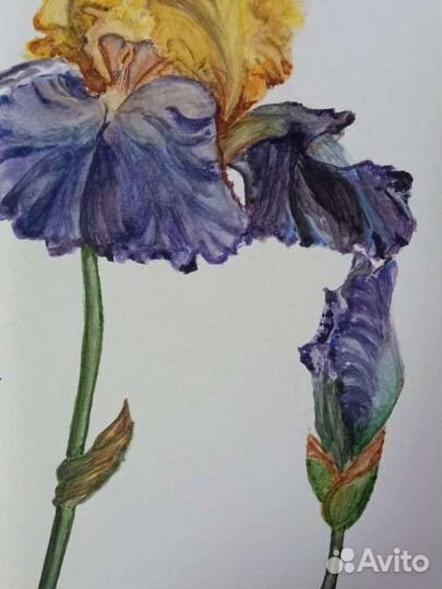 Сказочный ирис картина