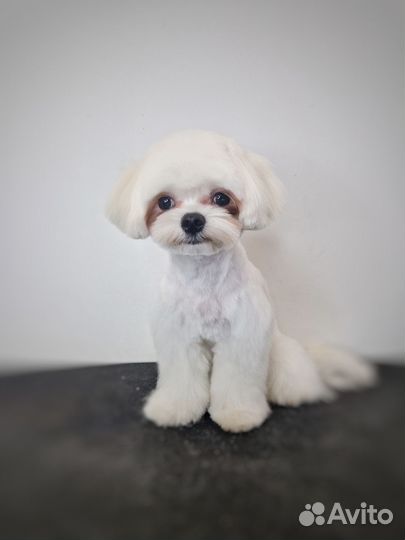 Стрижка собак и кошек, груминг