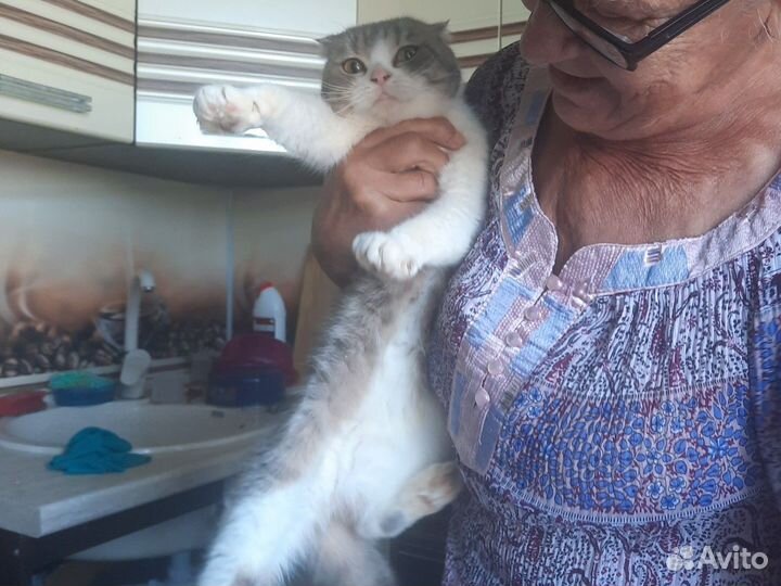 Кошки в добрые руки