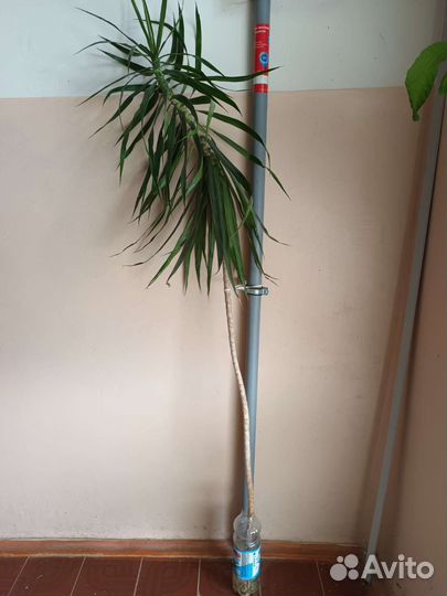 Комнатные цветы драцена