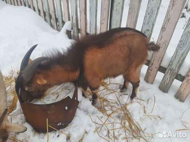 Козел альпийский