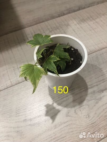 Плющ - Hedera Yellow Ripple