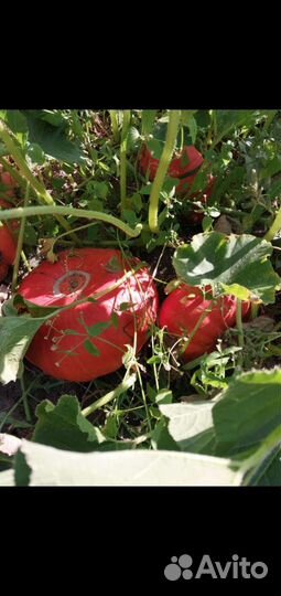 Тыквы домашние урожай 2023