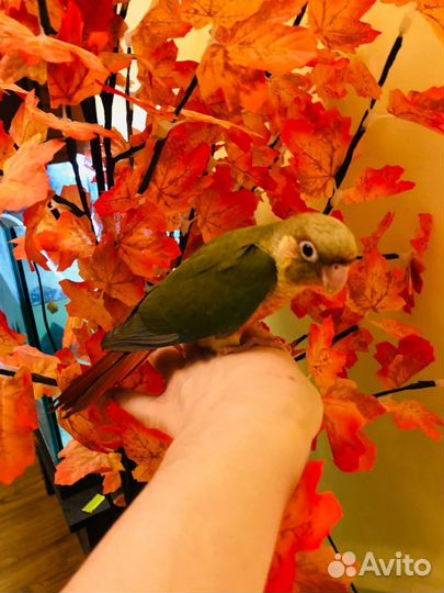 Попугай пиррура с клеткой