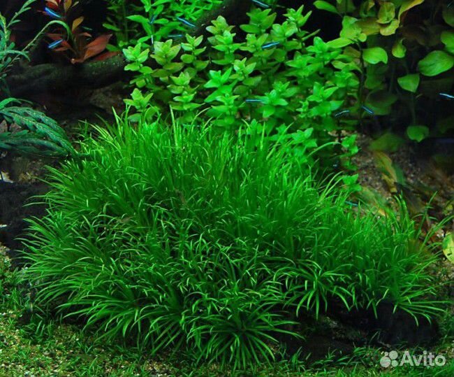 Аквариумные растения
