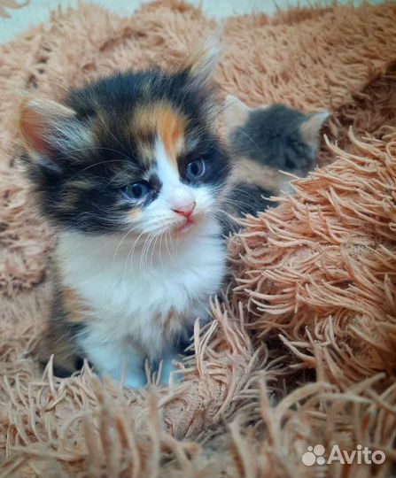 Котята в добрые руки бесплатно