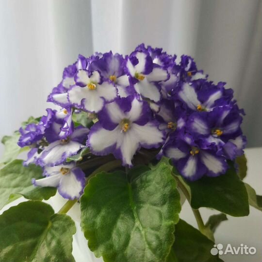 Детки сортовых фиалок