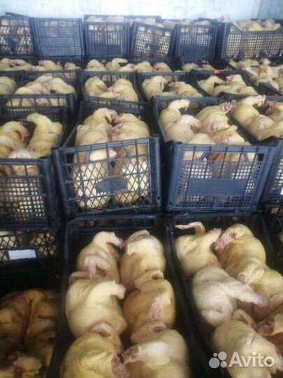 Курица бройлер