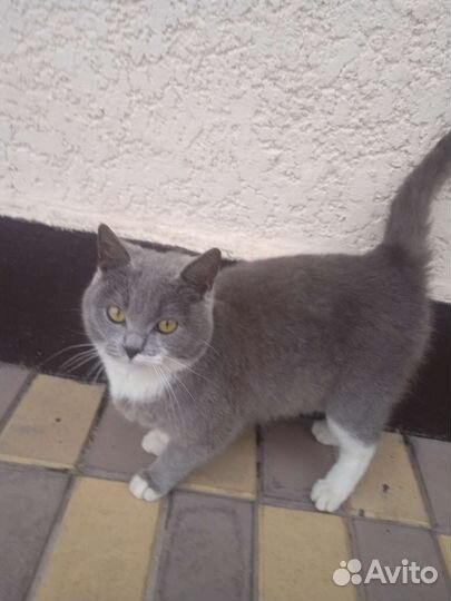 Шотландская кошка