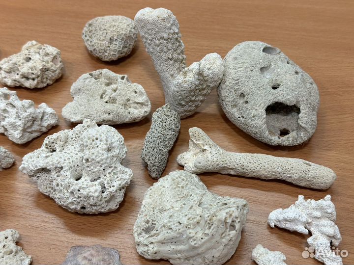 Кораллы ракушки