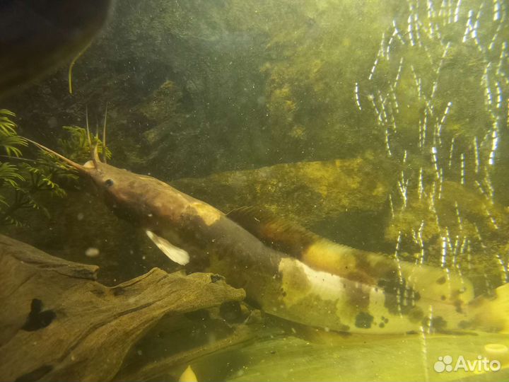 Сом Клариус