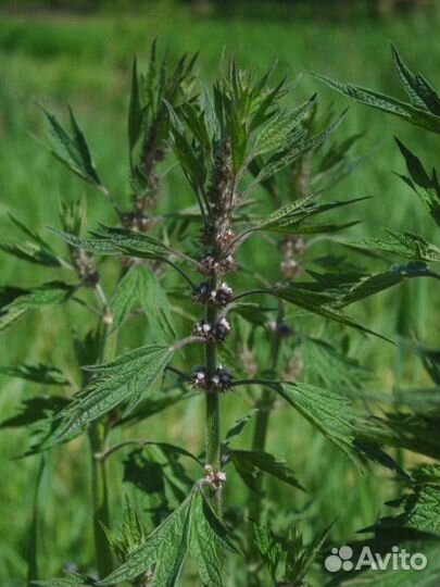 Сушеные травы