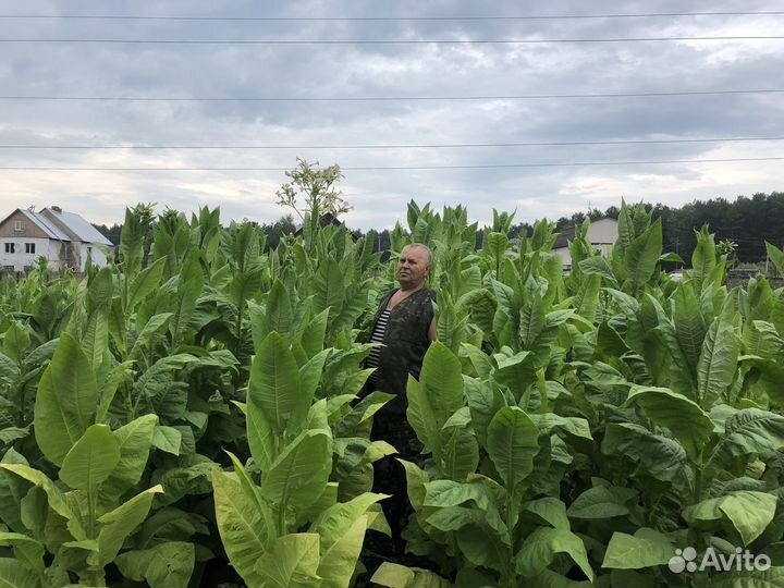 Семена и рассада табака