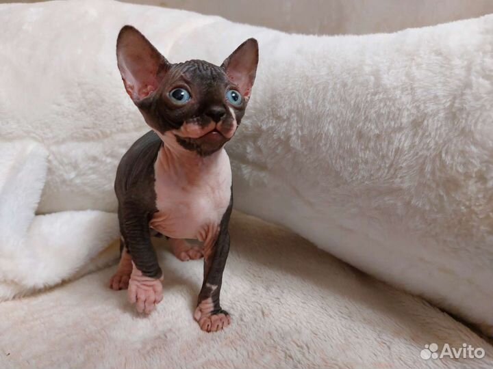 Канадский сфинкс