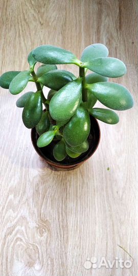 Крассула толстянка, кактус опунция субулата