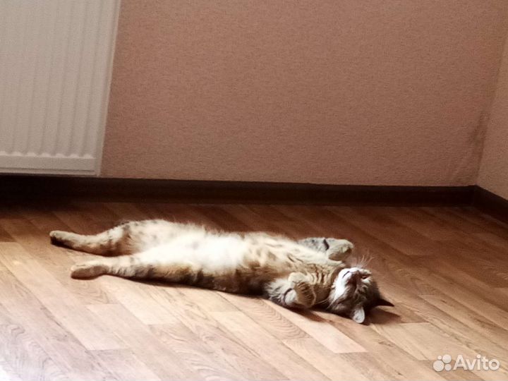 Отдам в добрые руки кошку. Стерелизованная