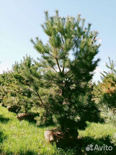 Норвежская сосна