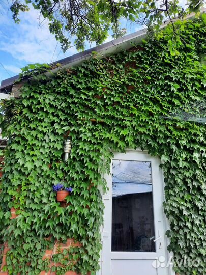 Саженцы девичий виноград (вичи)