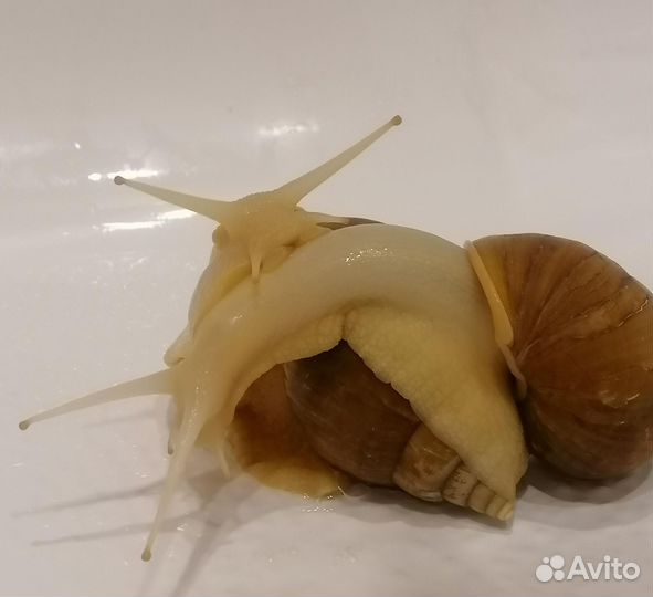 Улитки ахатины альбино
